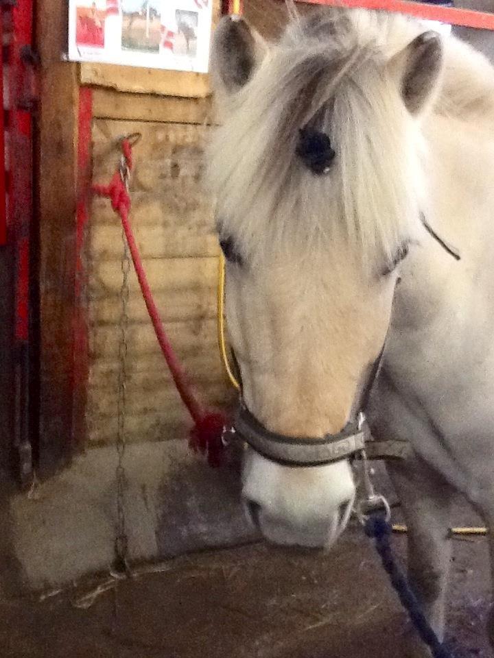 Fjordhest FILUR <3 - første bilede jeg tog af ham billede 6