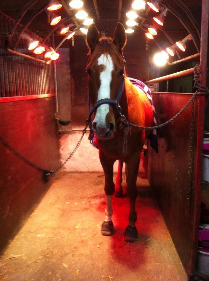 Hannoveraner Ernst August billede 15