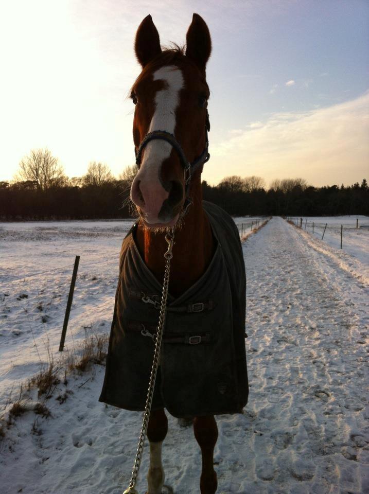Hannoveraner Ernst August - ernst <3 billede 16