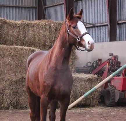 Dansk Varmblod Fetina - Foto: Sofie billede 2