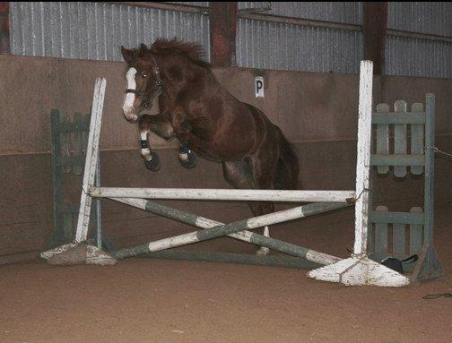 Dansk Varmblod Fetina - Foto: Sofie billede 14