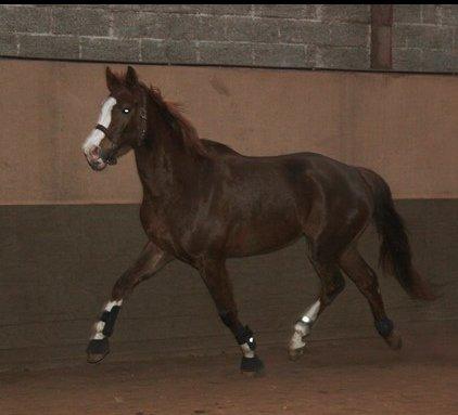 Dansk Varmblod Fetina - Foto: Sofie billede 9