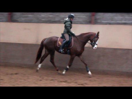 Dansk Varmblod Fetina - Sløret fordi det er taget fra video billede 11