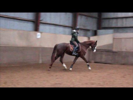 Dansk Varmblod Fetina - Sløret fordi det er taget fra video. billede 20