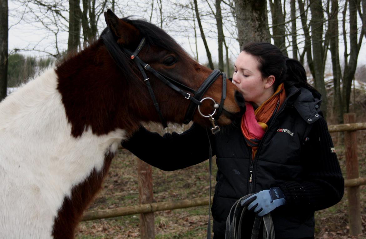 Welsh Cob (sec D) / Pinto - Skovbjerggårds Lukas (SOLGT) - Longering af bamsen, den 17. februar 2013. Lukas elsker at dele kys ud. ♥ billede 4