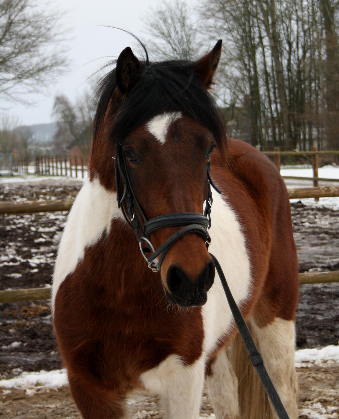Welsh Cob (sec D) / Pinto - Skovbjerggårds Lukas (SOLGT) - Longering af bamsen, den 17. februar 2013.  billede 11