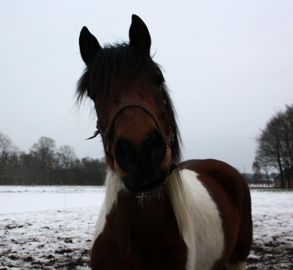 Welsh Cob (sec D) / Pinto - Skovbjerggårds Lukas (SOLGT) - "Har du mad?" - blikket er en klassiker fra Lukas. billede 17