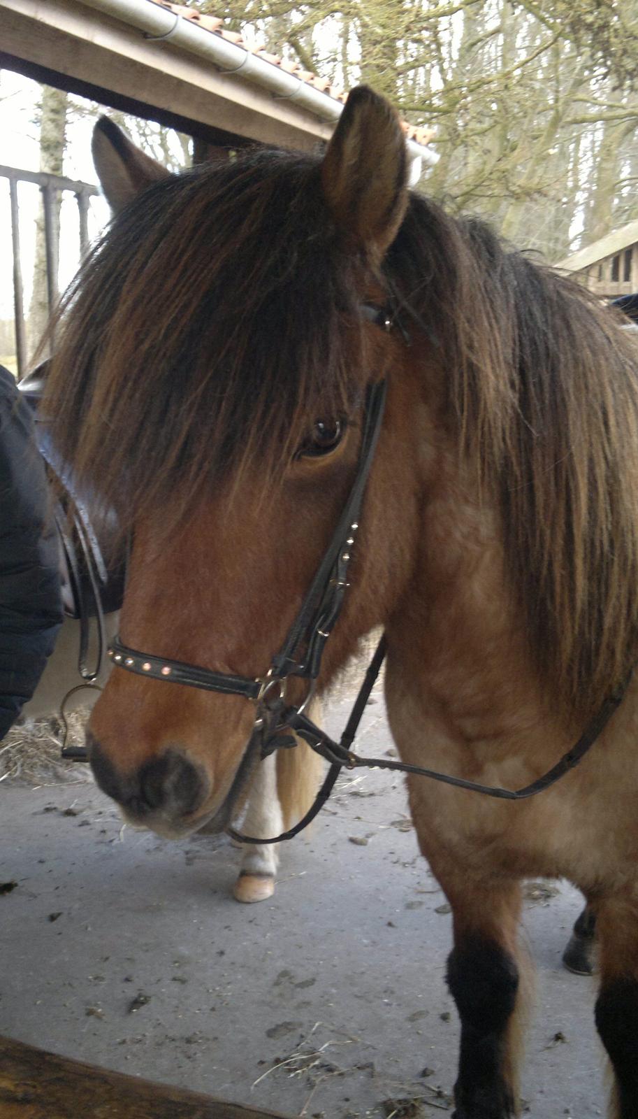 Islænder SOLFÉGUR HEJELTE - første ridetur på sole der hjemme<3 billede 2