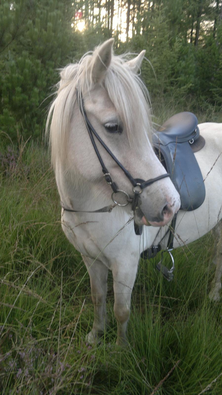 Islænder Sif fra sdr. Marken billede 8