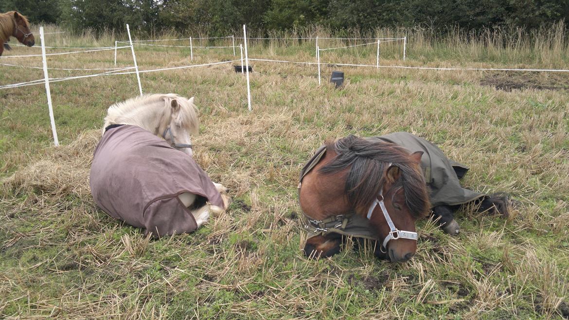 Islænder Sif fra sdr. Marken - stævne pause med sole lækkert! billede 14