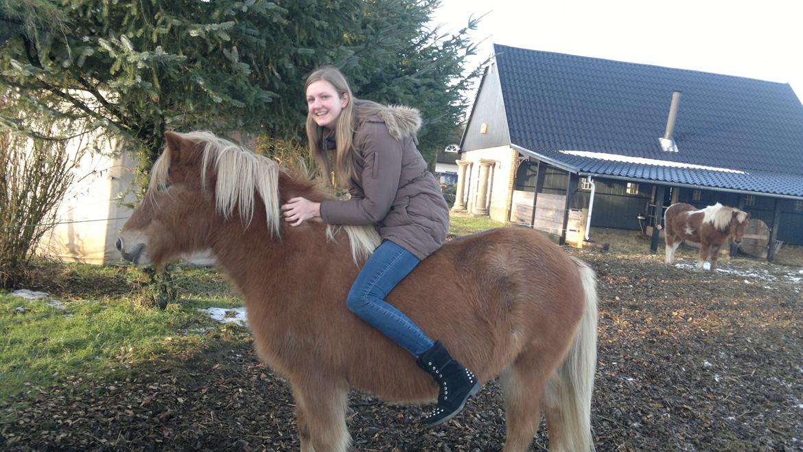 Islænder Glóa fra Gårde (solgt) - dejligt at se gloa igen!<3 billede 20