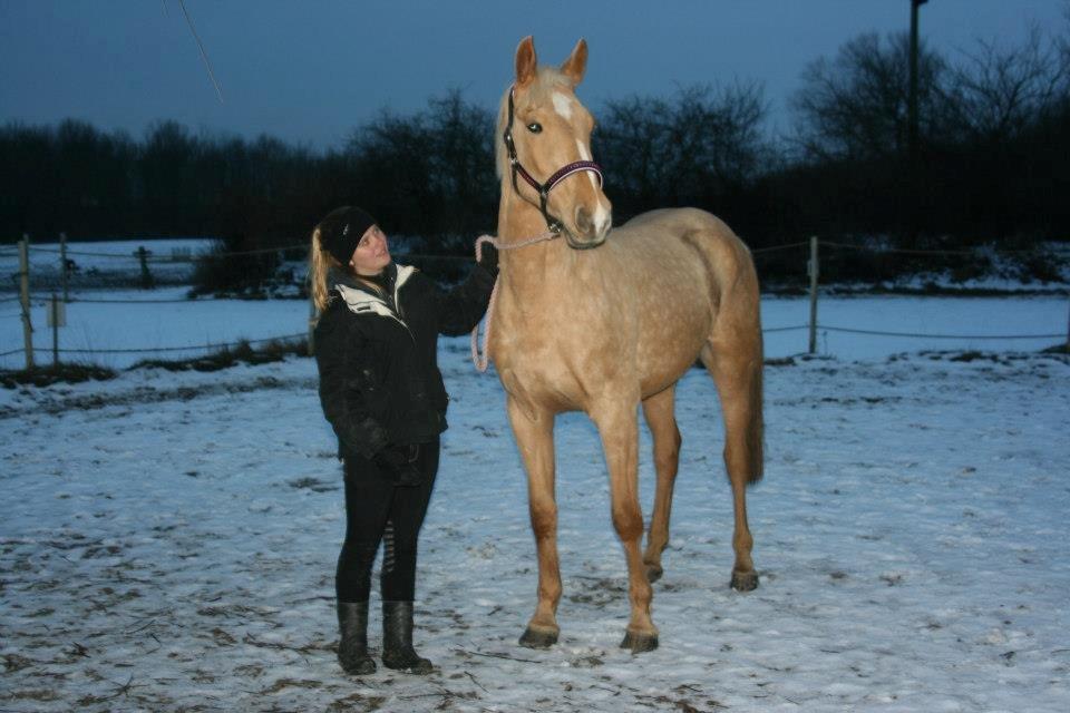 Palomino Magic Missya - Den skønneste hoppe jeg nogen sinde har passet! 
Hun betyder allerede så meget for mig! <3 billede 9