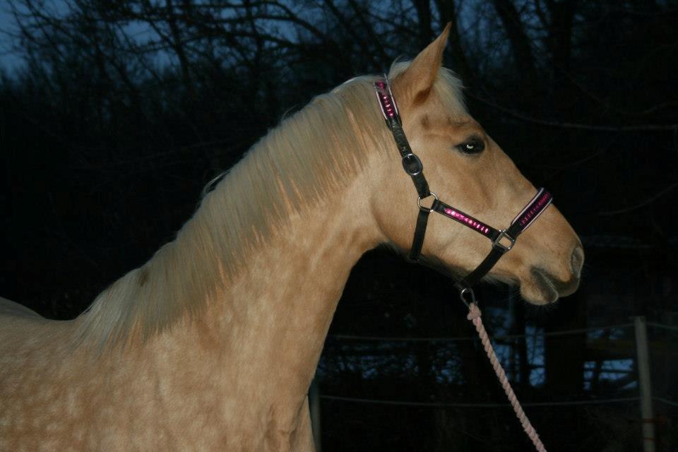 Palomino Magic Missya - Den smukkeste hest jeg kender! <3 
 billede 14