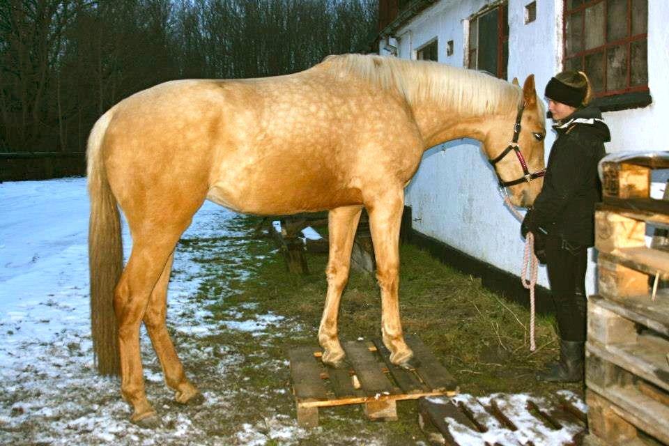 Palomino Magic Missya - Så dygtig a en 2 års at være! helt iskold! :-) 
Den dejlige lille prinsesse<3 billede 8