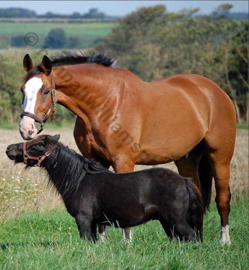 Anden særlig race Billy Bob Jr. (RIP 2016) billede 6