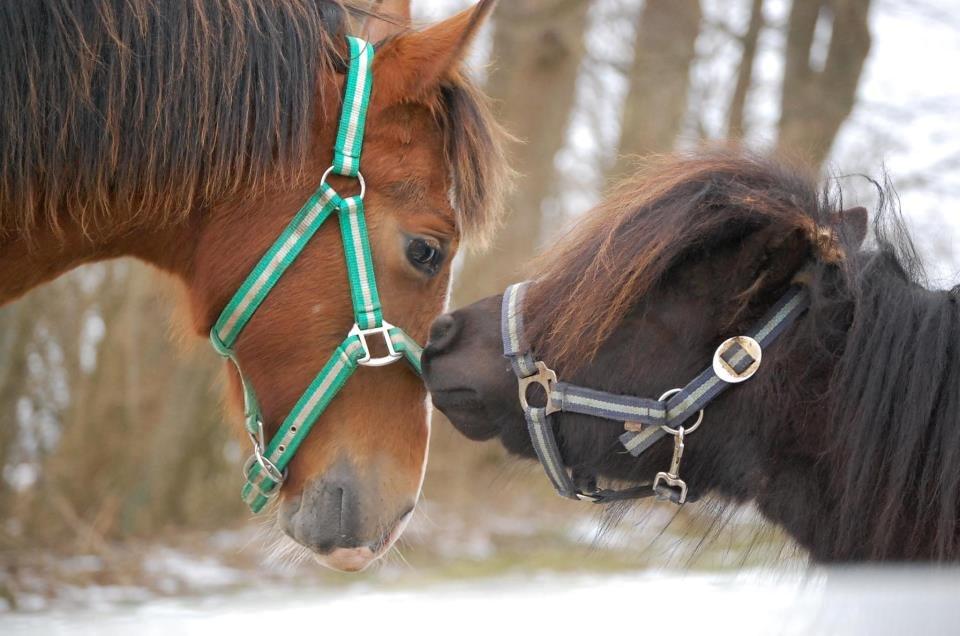 Anden særlig race Billy Bob Jr. (RIP 2016) billede 2