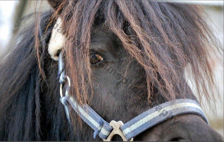 Anden særlig race Billy Bob Jr. (RIP 2016) billede 4
