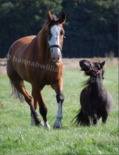 Anden særlig race Billy Bob Jr. (RIP 2016) billede 5
