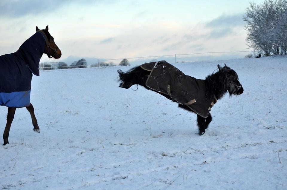Anden særlig race Billy Bob Jr. (RIP 2016) billede 3