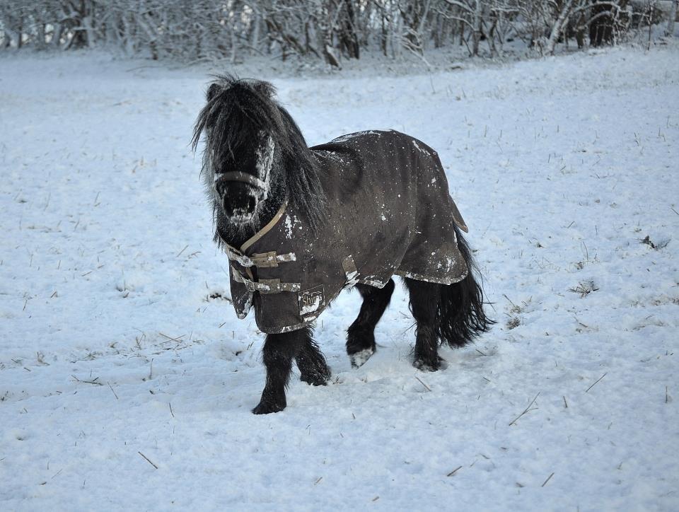 Anden særlig race Billy Bob Jr. (RIP 2016) billede 7