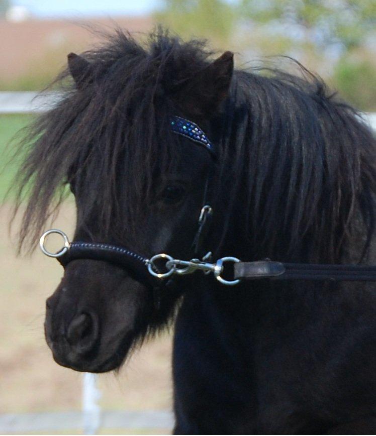 Anden særlig race Billy Bob Jr. (RIP 2016) billede 1
