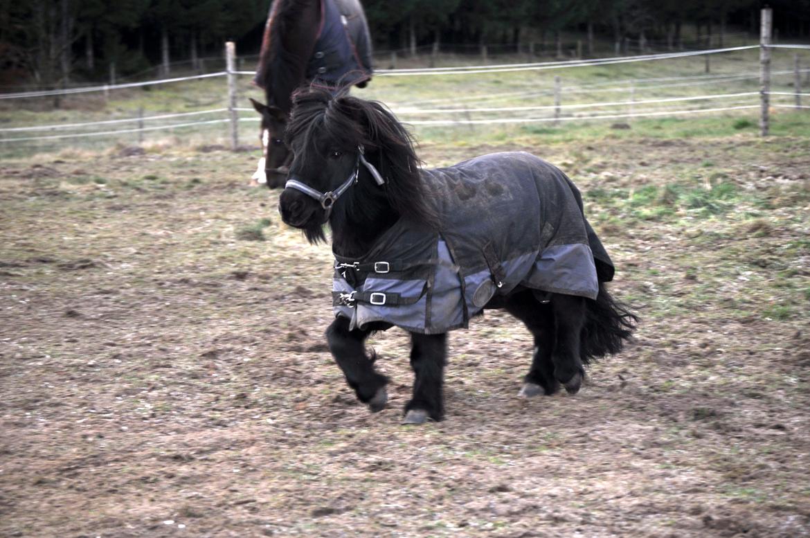 Anden særlig race Billy Bob Jr. (RIP 2016) billede 8