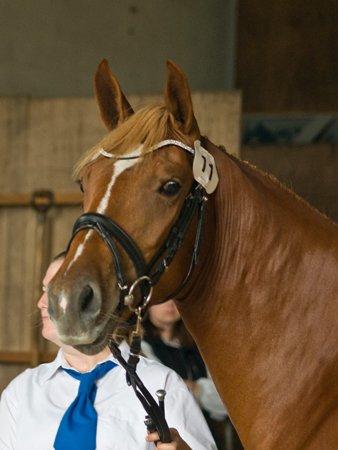 Frederiksborg Bakkegårds Nathasja billede 1