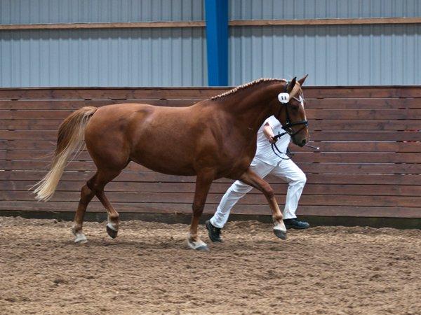 Frederiksborg Bakkegårds Nathasja billede 4