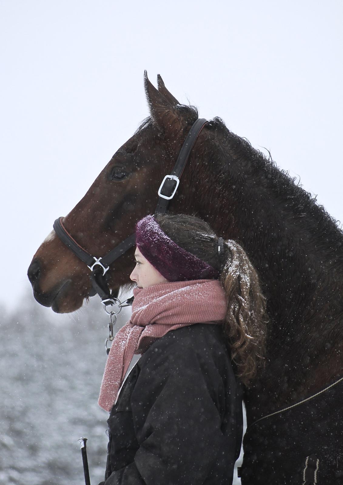 Anden særlig race Atento M.A.T.C.H - Søde vinterhæst. - Februar 2013 billede 5
