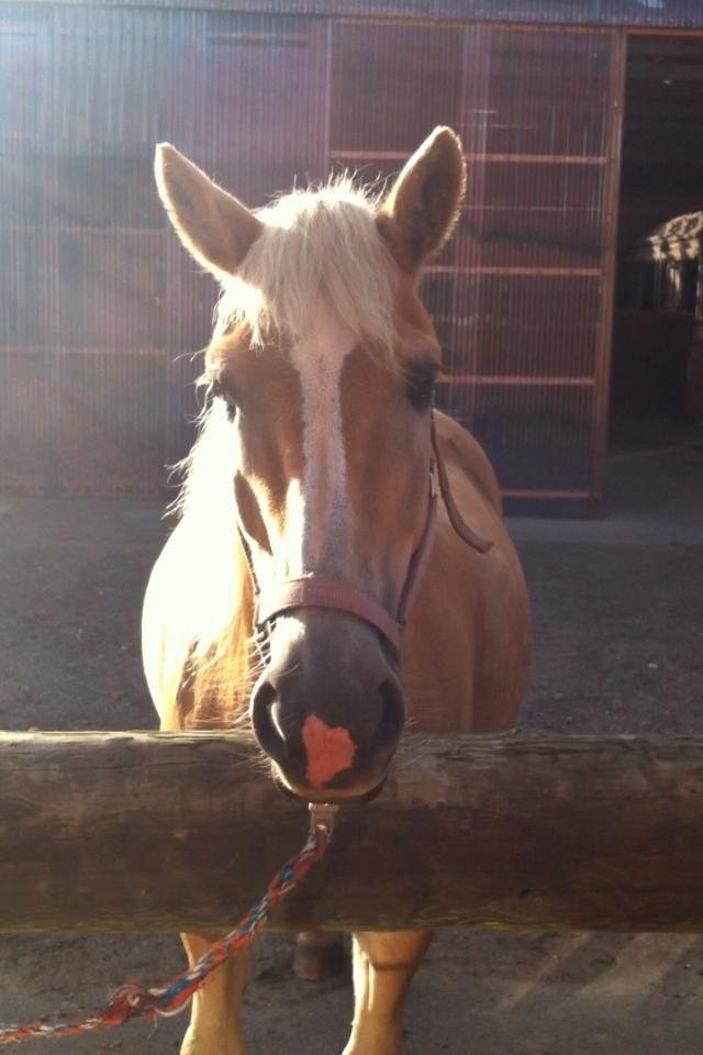 Haflinger Dominique Høgh - Når lyset falder på min engel billede 18