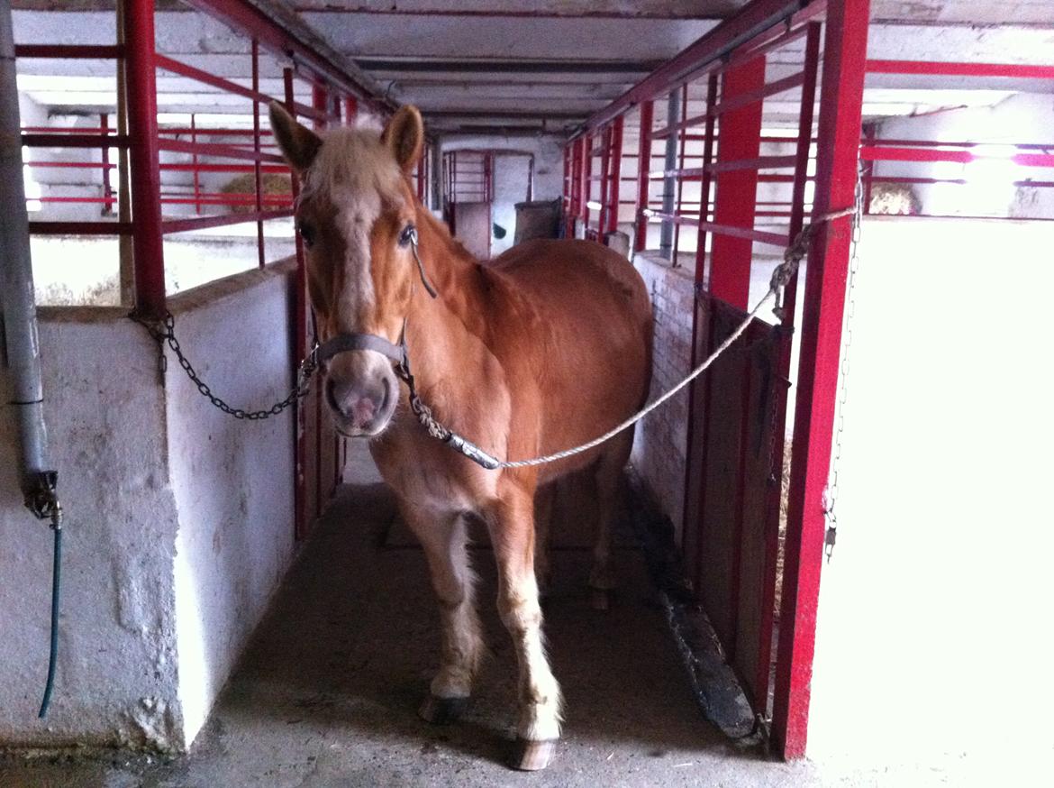 Haflinger Dominique Høgh - Så flot man kan stå billede 19