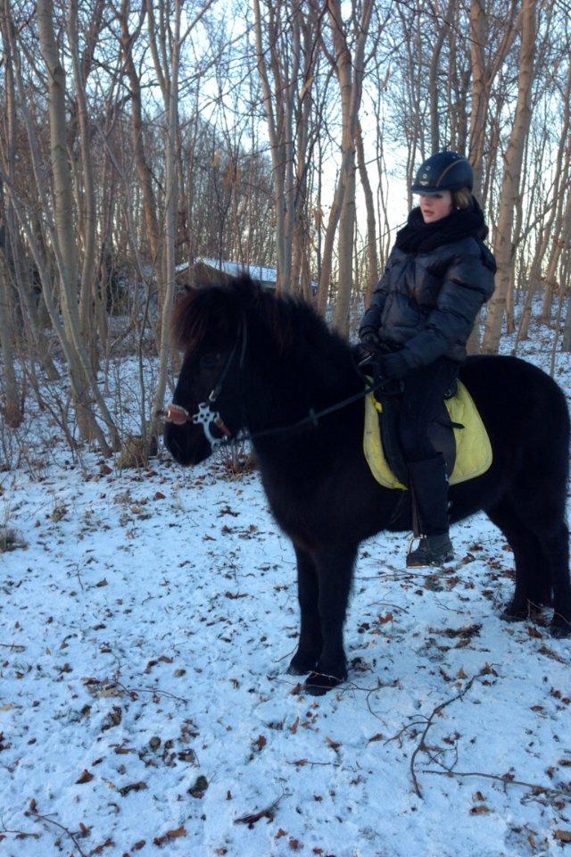 Islænder Litla *Mit et og alt* billede 19