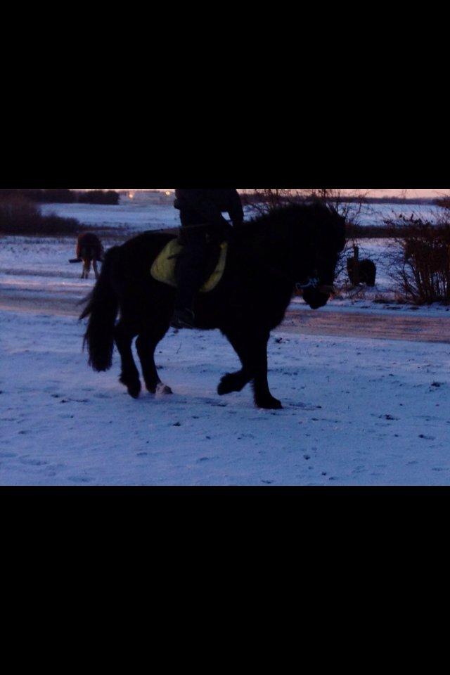 Islænder Litla *Mit et og alt* billede 20