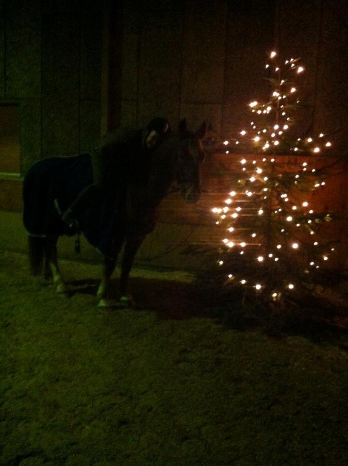 Frederiksborg Junior Søndergaard - Junior og jeg i ridehuset ved siden af juletræet med lys i. billede 7