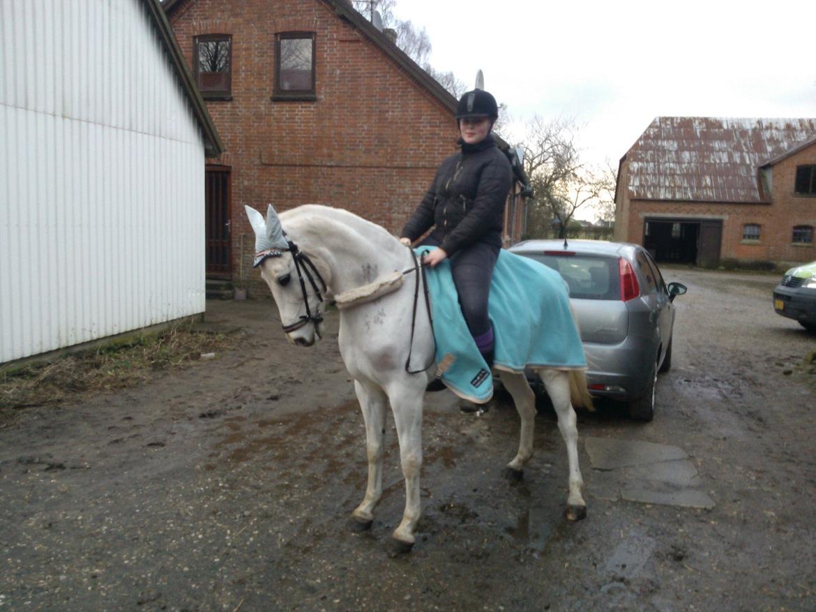 Anden særlig race Søvinds Silvermoon <3 R.I.P <3 :'( - silver hjemme billede 17