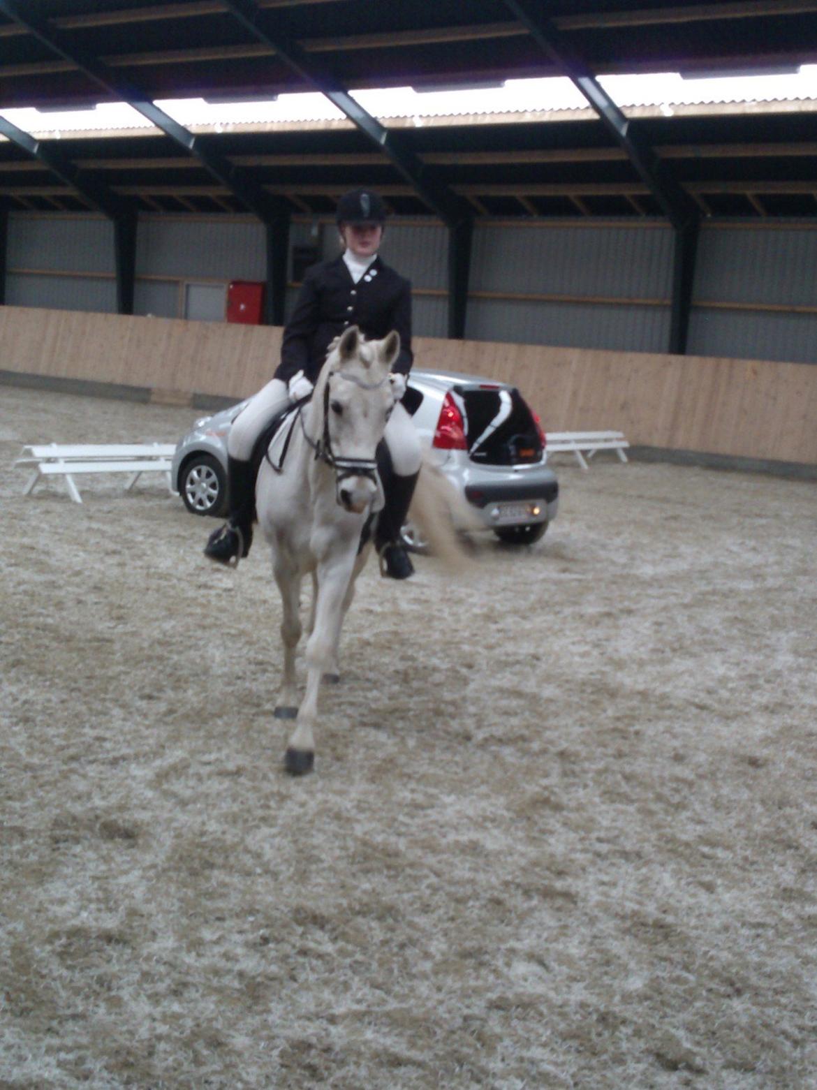 Anden særlig race Søvinds Silvermoon <3 R.I.P <3 :'( - stævne thomysminde 9-2-2013 billede 18