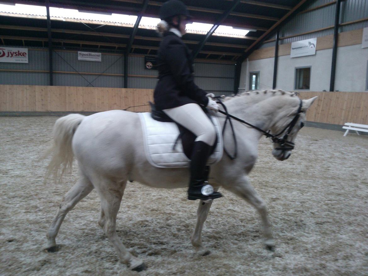 Anden særlig race Søvinds Silvermoon <3 R.I.P <3 :'( - stævne thomysminde 9-2-2013
vores sidse stævne sammen billede 19