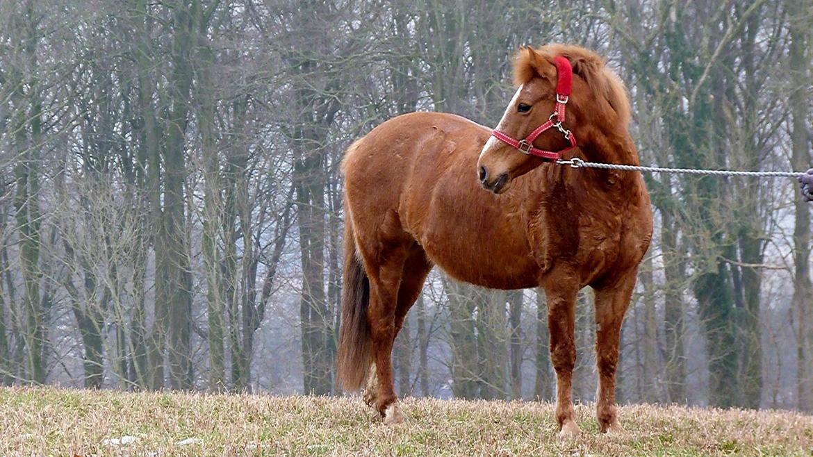Anden særlig race Holmens Molly<3  *solgt :'S* - Nok er du ikke landets prinsesse, men du er en prinsesse for mig.<3 billede 20