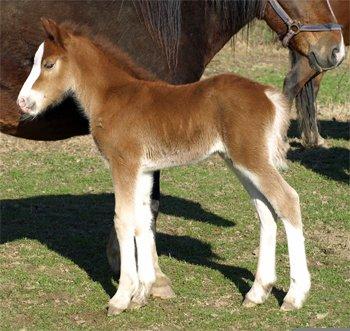 Welsh Pony af Cob-type (sec C) Gribsvad Emma Jo (tidl. Pony) - Fandt lige et billede af Emma som føl. billede 9