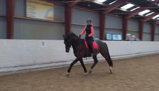 Dansk Varmblod Botelli - Et halvt år med Botelli billede 13