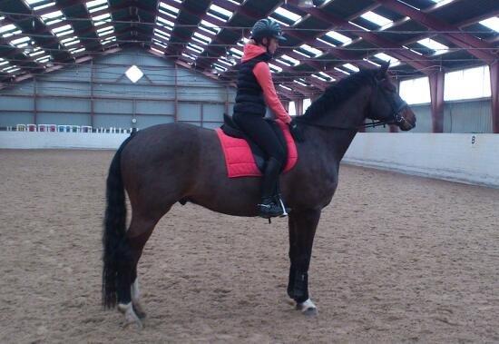 Dansk Varmblod Botelli - Melina og Botelli billede 14