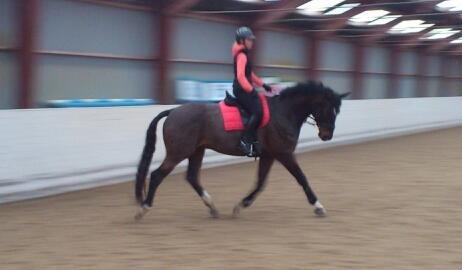 Dansk Varmblod Botelli - Det skrider fremad med ridningen billede 15