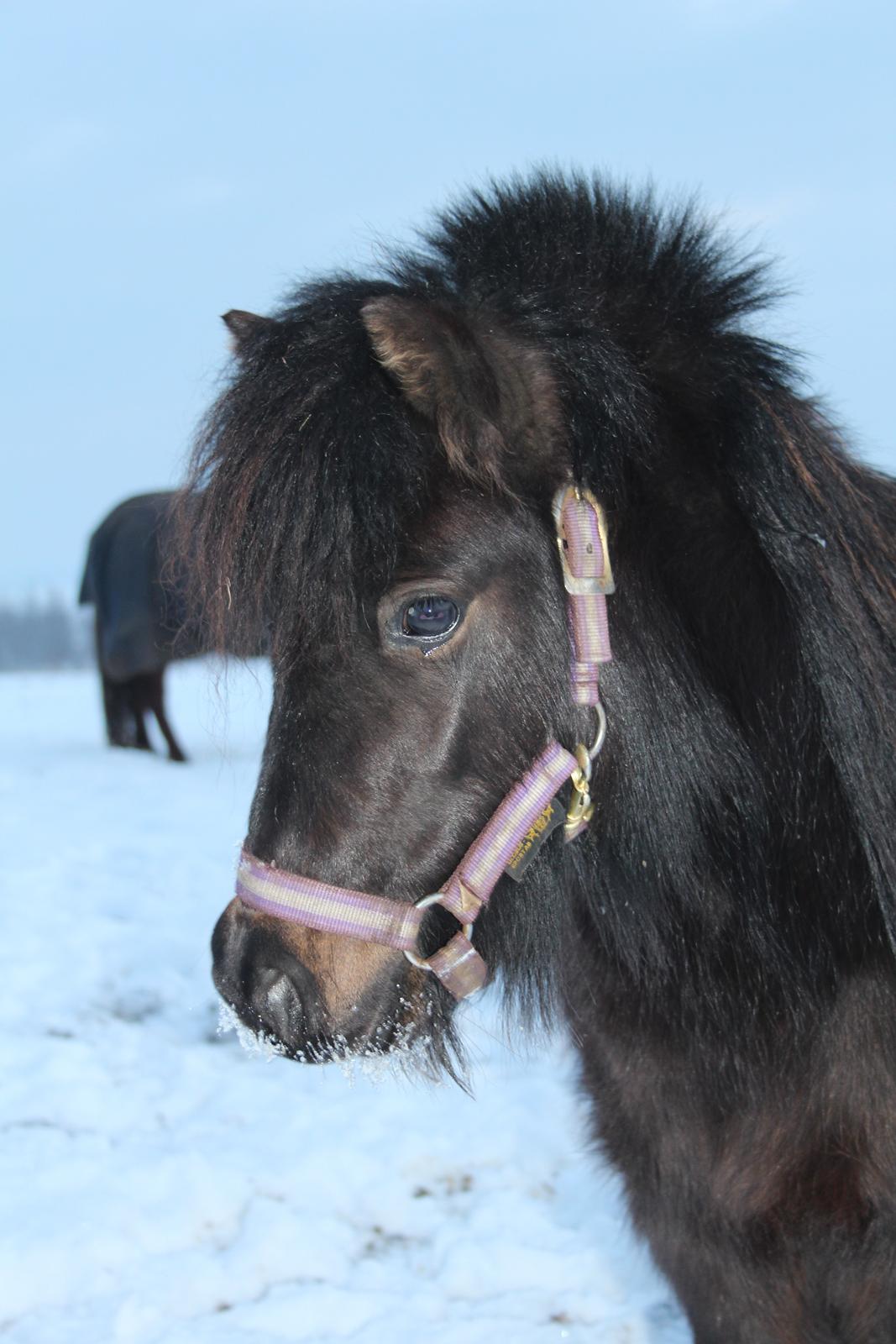 Belgisk Miniature Kogsbølle Pepsi Light billede 9