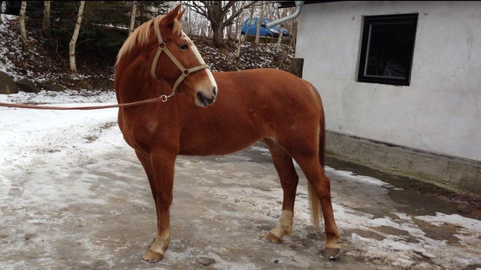 Anden særlig race Walk Of Fame *REST IN PEACE* - NYT BILLEDE :) Fame har været syg i LANG tid og er endelig blevet sund og rask, og en glad pony igen! så lykkelig :)  billede 20