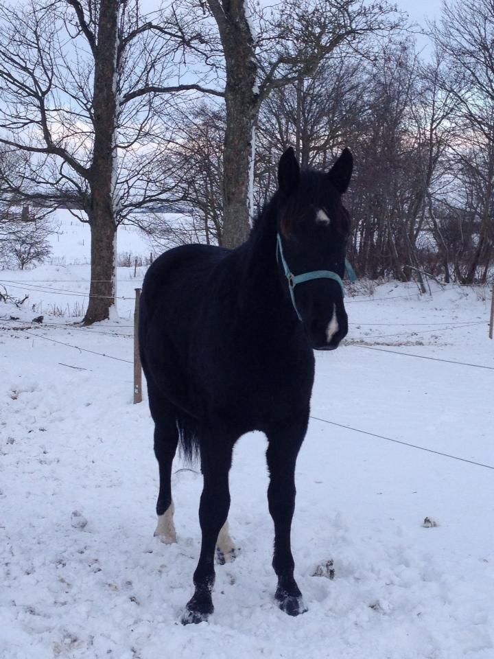 Oldenborg Rex - baby hesten med bamsepels :) billede 5