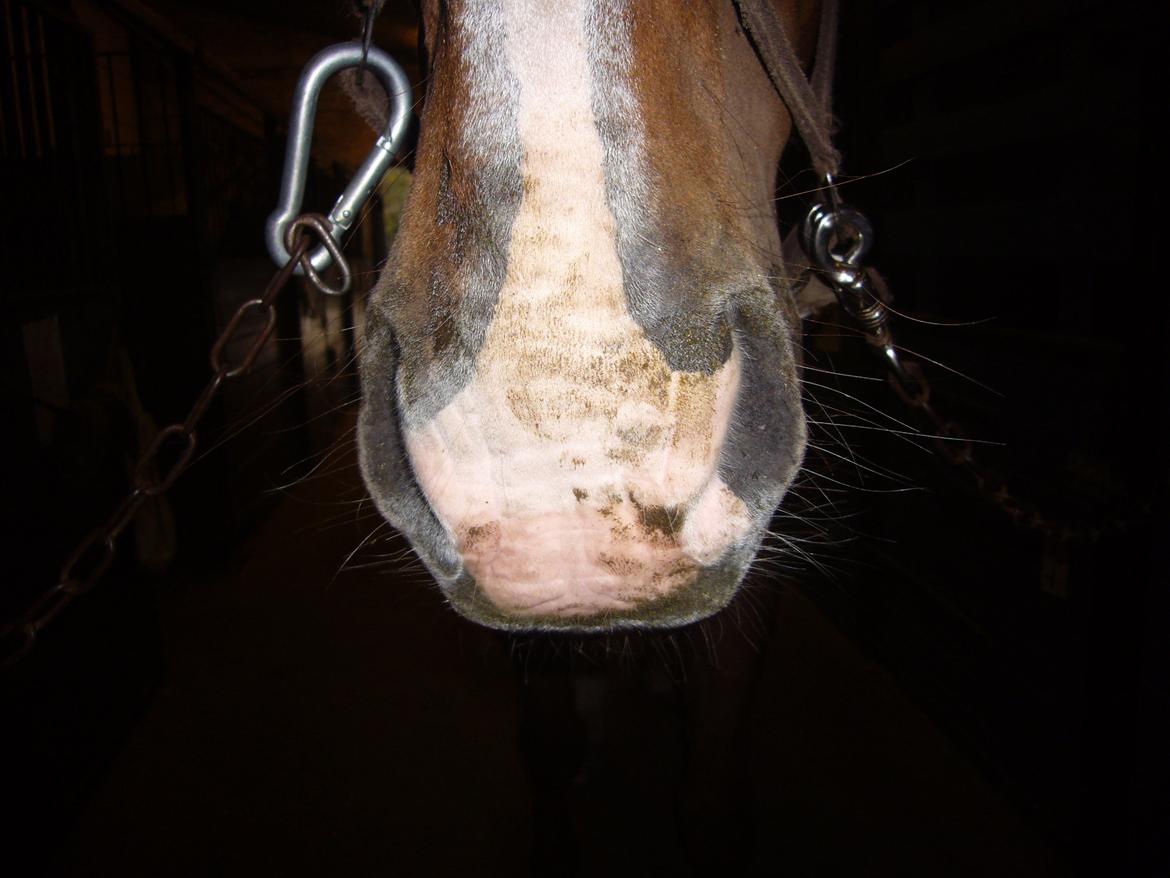 Dansk Varmblod Jack billede 17