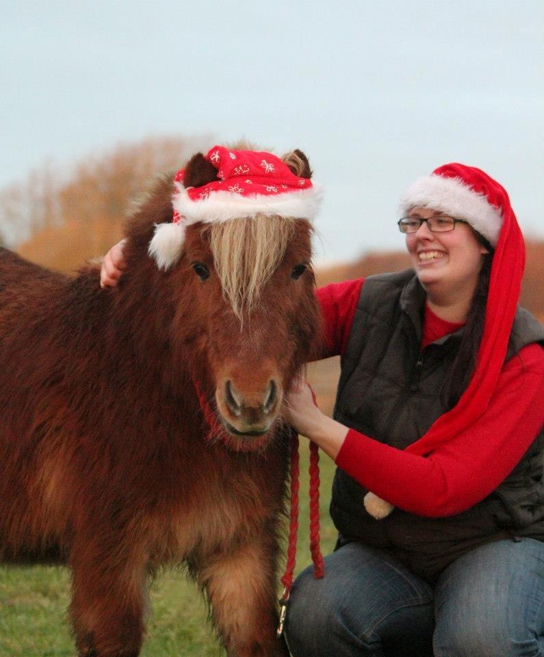 Shetlænder Frederik "delepony" - Dejlig jule bamse pony billede 5