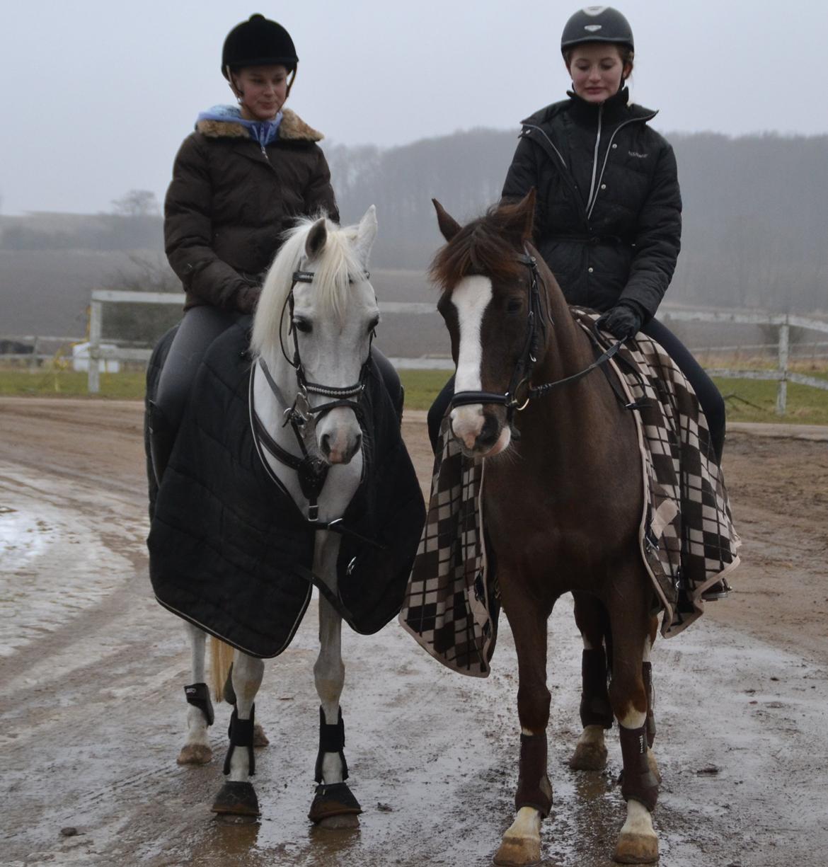 Tysk Sportspony Maidens Blush - Nogen af de dejligste! Fotograf: mor billede 9