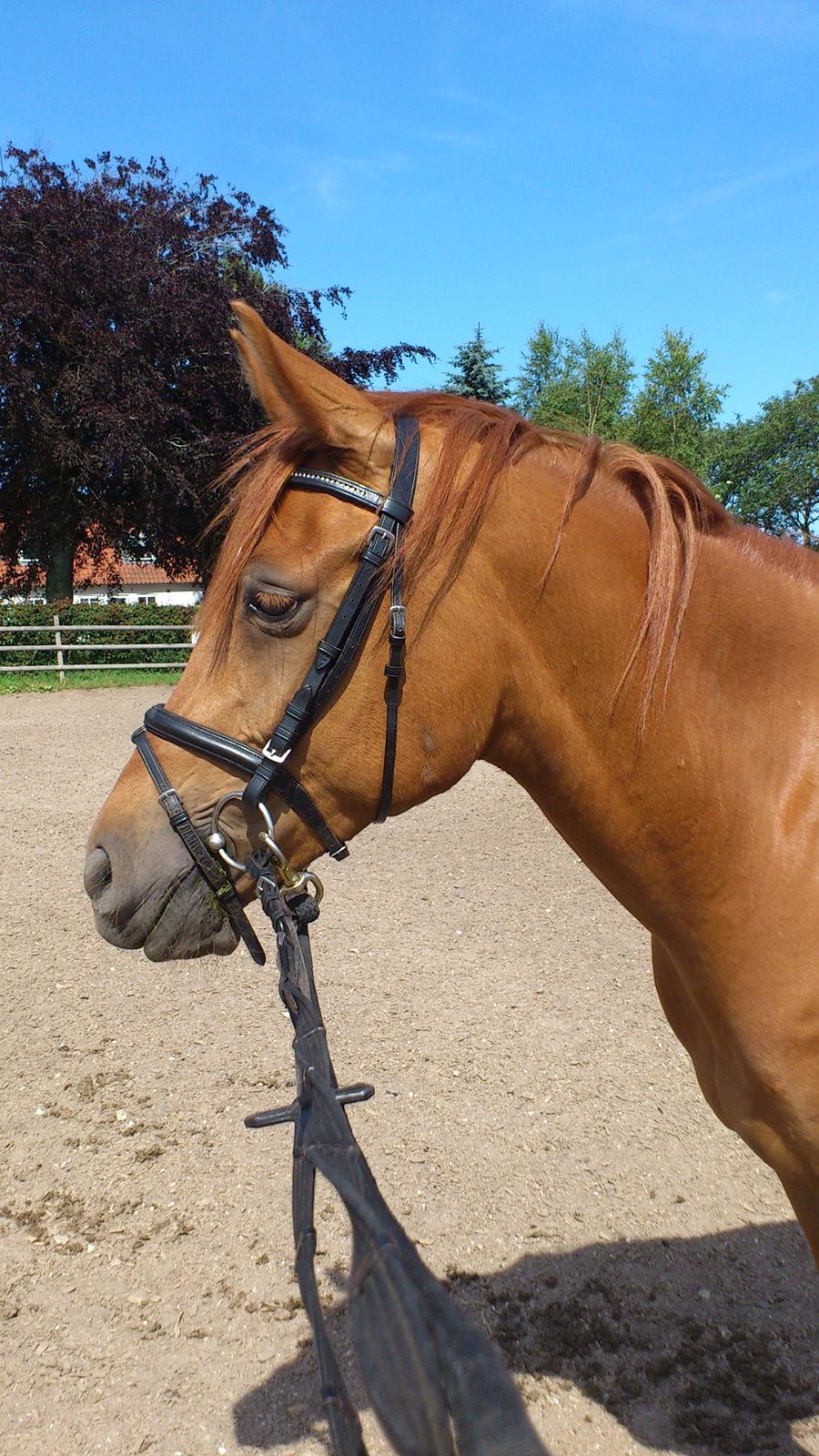 Anden særlig race Casmir billede 18