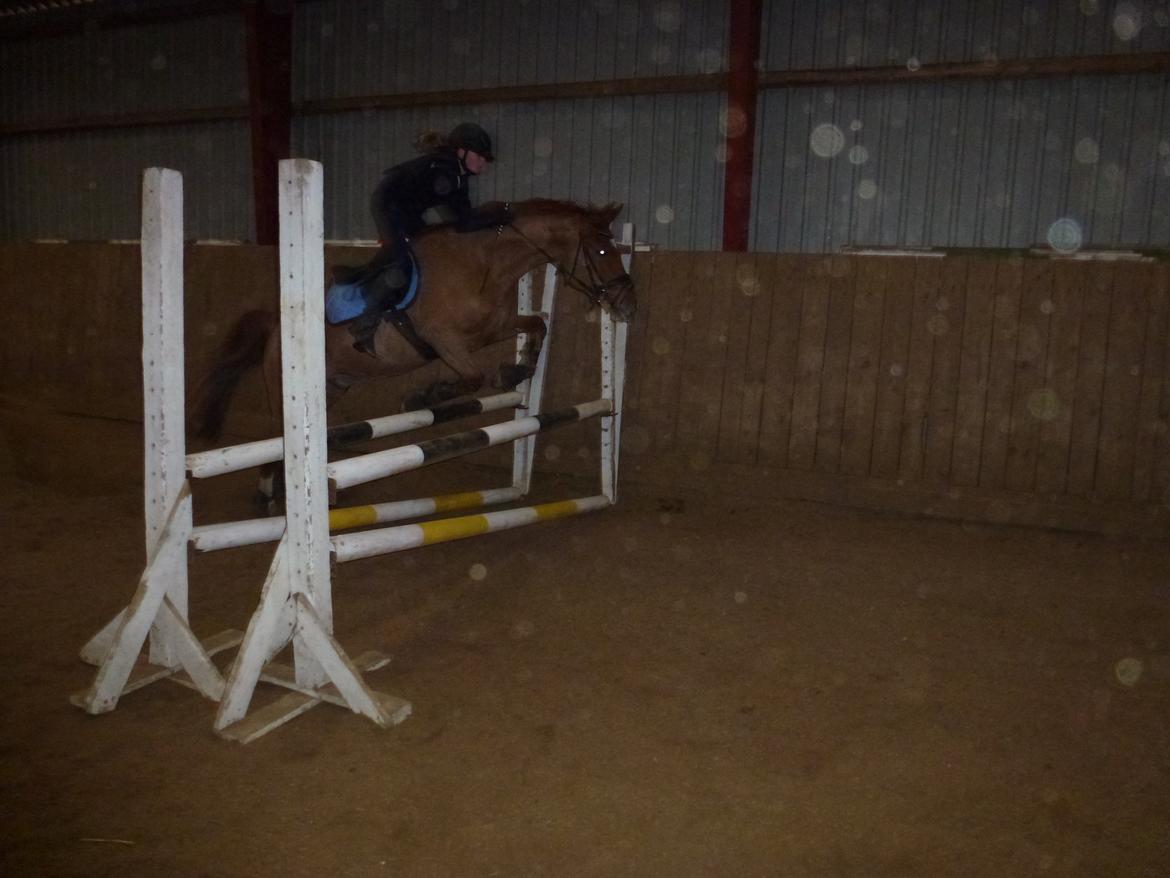 Anden særlig race Casmir billede 15